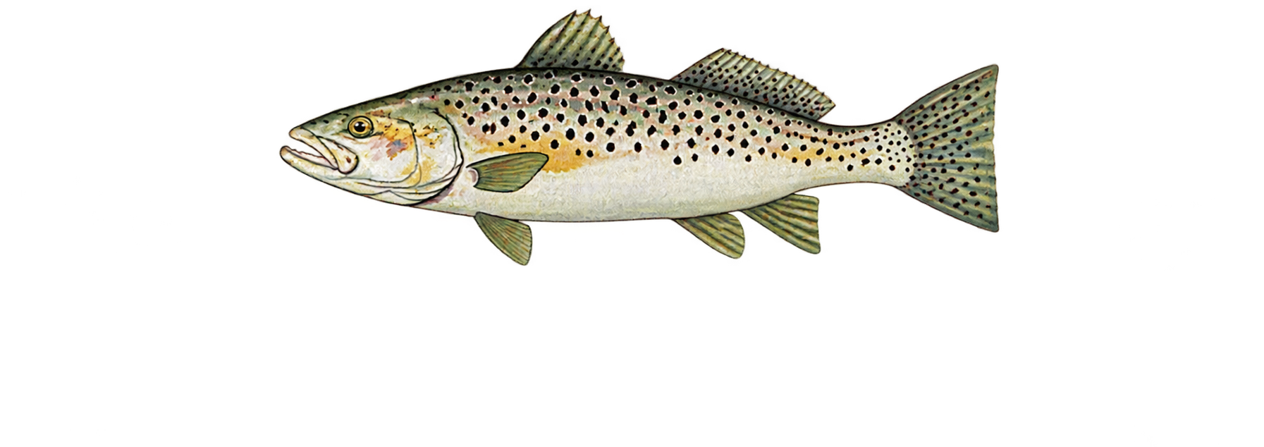 Foxhill Trout Fishery Logo with White text for dark background